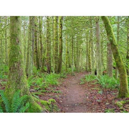 Wild, Jamie and Judy 아티스트의 Washington State-Tiger Mountain-Trail through Moss covered trees작품입니다.